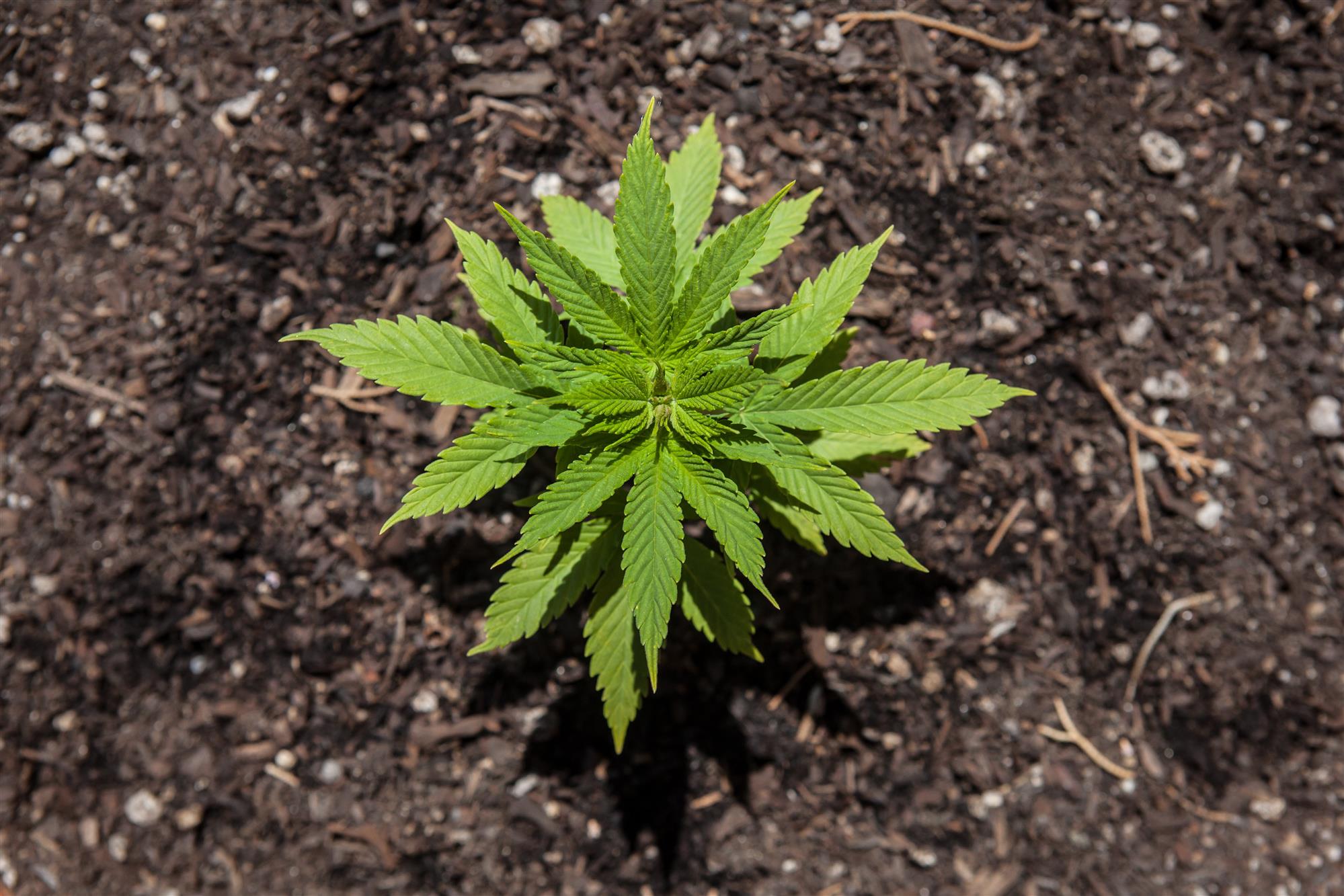 What s The Difference Between Indica Sativa And Hybrid Strains 